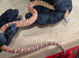 Hypo Amel Scaleless Cornsnake Male