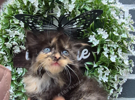 Ragdol x persian 1 female left