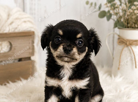 3 Beautiful Chihuahua Puppies Available 7 Weeks Old