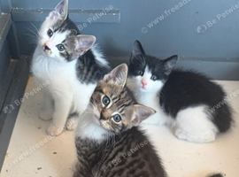 British shorthair cross kittens