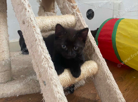 1 black male kitten for sale