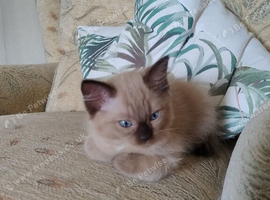 Two beautiful Pure Bred Ragdolls looking for a loving home