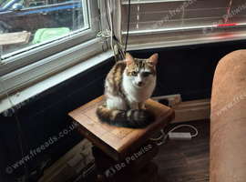 Cats for rehomeing