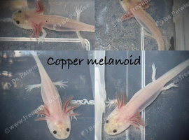 Axolotl babies