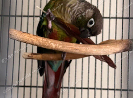 1 year old parent reared GCC