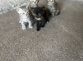 4 gorgeous kittens