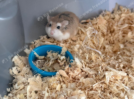 Robo hamster