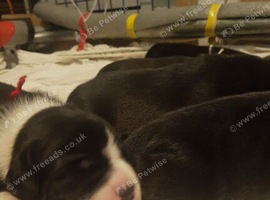 Staffordshire Puppies