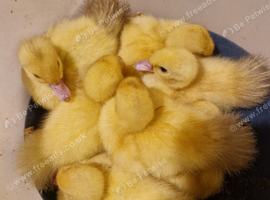 Various muscovy ducklings