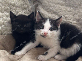 I have 2 beautiful kittens for sale