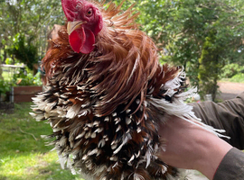 Frizzle pekin