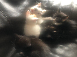 I&rsquo;m selling cat