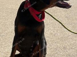 Beautiful Doberman Lady Seeks New Special Human