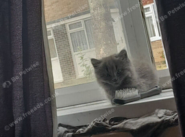 Kittens for sale