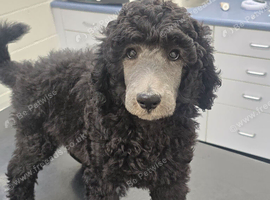 Silver Standard Poodle