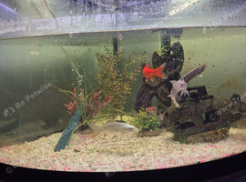 Cold water fluval corner setup plus fish