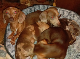 Mini dachshund x chihuahuas