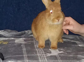 Rabbit with cage