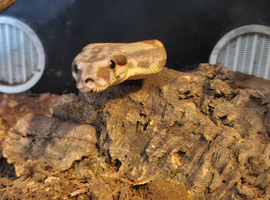 Hypo pastel poss jungle common boa
