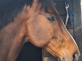 Project Happy Hacker, Family horse, Companion or companions.