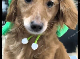 Mini flat coated goldendoodle girl