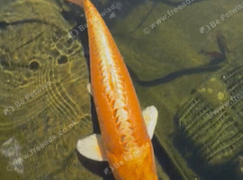 60cm Yamabuki Ogon Koi