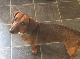 Tan daschund