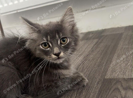 Male kitten