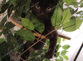 Two male cats to be rehomed