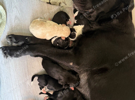 Coker spaniel/ Labrador