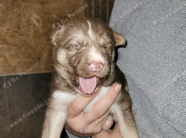 Beautiful shepsky puppies
