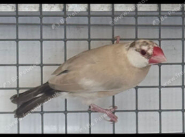 Java finches