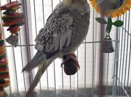 Cockatiel and cage for sale