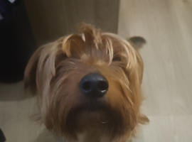 Buster stud