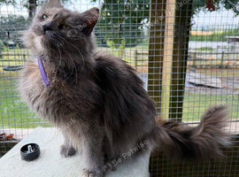 Maine Coon Female - Blue Smoke