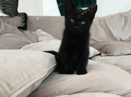 Last black kitten for sale!