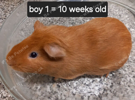 Baby guinea pigs ready now