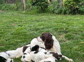 3 English springer spaniel