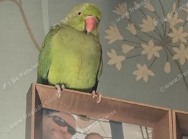 Indian Ringneck parrot
