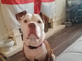 18mths staff cross old English bulldog