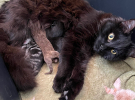 Ragdoll x Maine Coone Kittens