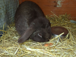 Chocolate boy 8months old