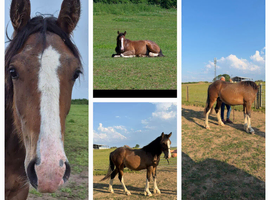 Shire x sports horse