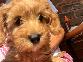 Cavapoo boy pup