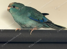 Kakariki baby&rsquo;s
