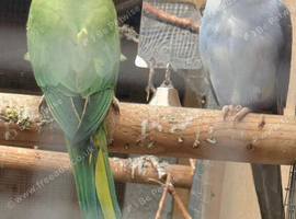 Indian ring neck swaps