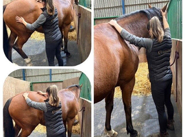 TB Project or Field Companion (Gelding) 15.3hh