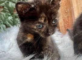 FLUFFY TORTIE FEMALE KITTENS TO RESERVE