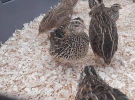 Cockateils and Quails