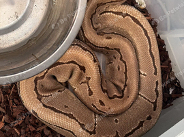 Selling all my Royal Pythons